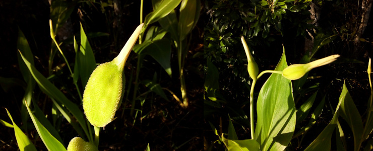 [Two photos spliced together. On the left is a close view of one flat green pod with a a pointy white protrusion at the top. The surface of the green has a prickly velvety-looking surface. On the right are two buds on long stems protruding from the very tall wide leaves.]